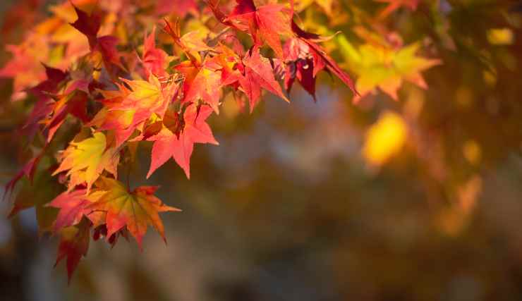 Dove vedere il foliage in Italia