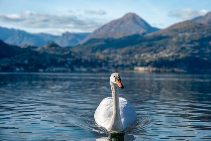 cigno nuota nel Lago di Como