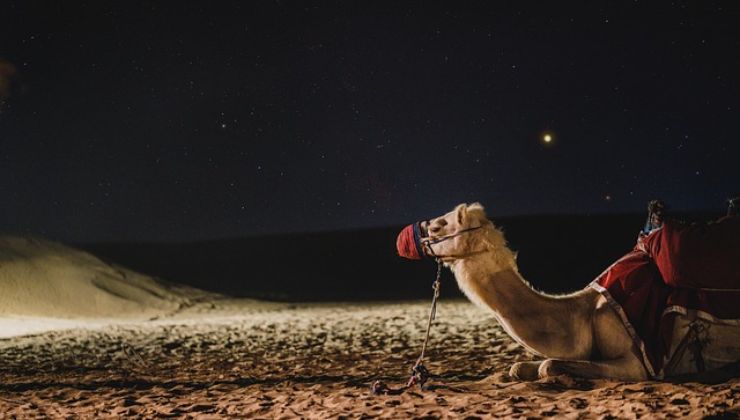 Cammello nel deserto di Dubai, una delle mille cose da fare
