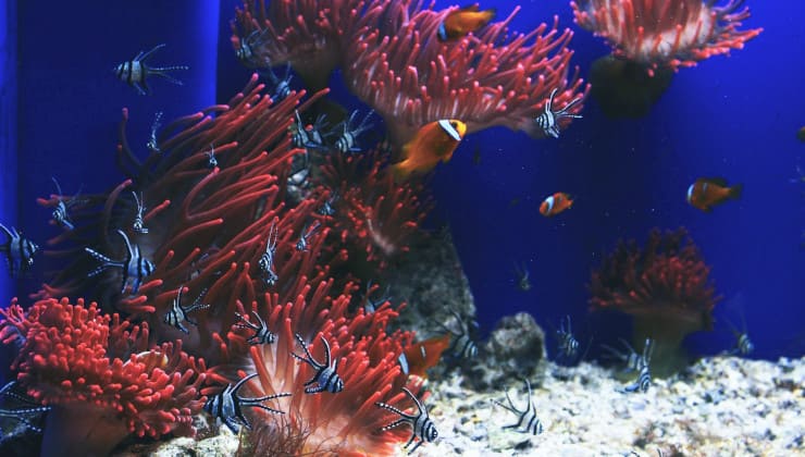 acquario genova famiglia