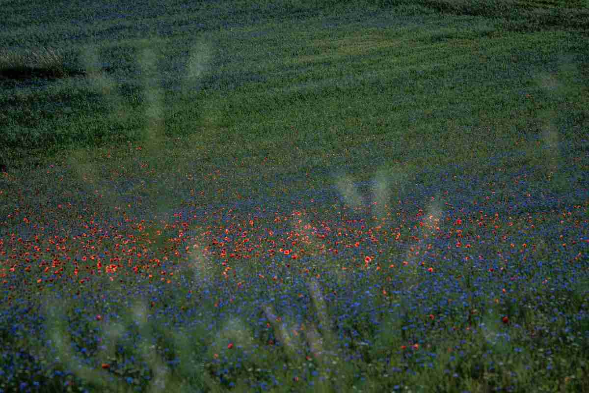 Fioritura di Castelluccio, il periodo migliore