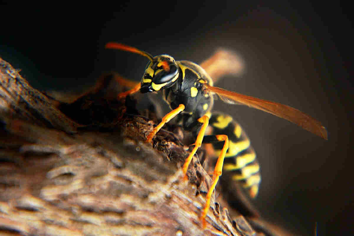 api vespe repellente naturale