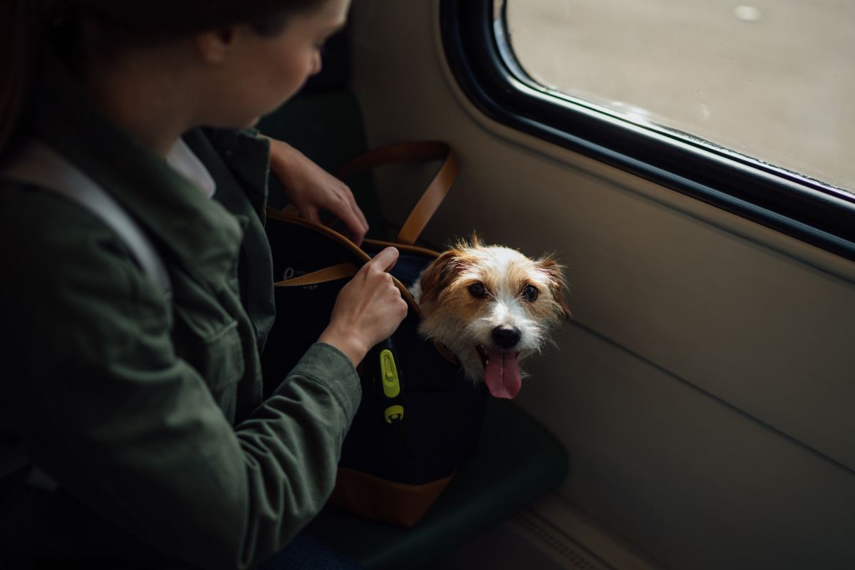 Cosa devi sapere per viaggiare con il tuo animale