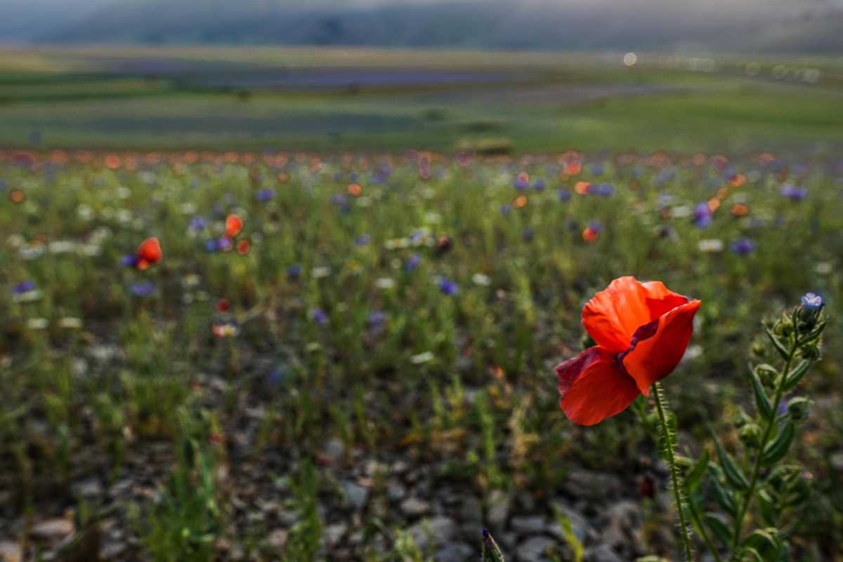 Castelluccio, quando ci sarà la fioritura