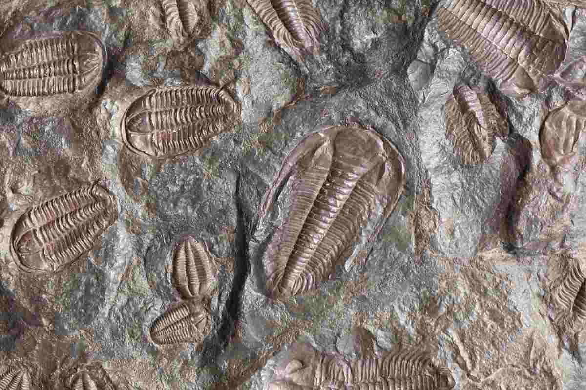 animale incapace muoversi di 550 milioni di anni fa