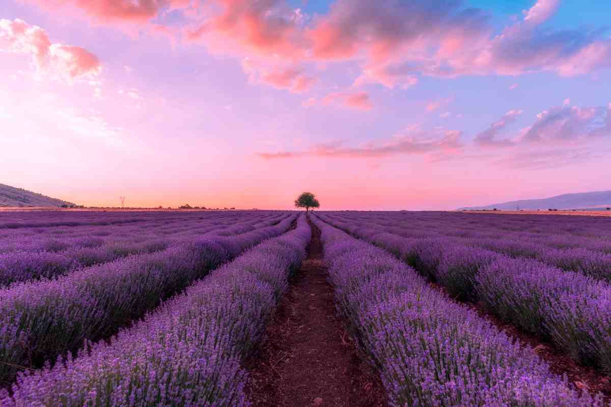 test salvia lavanda rosmarino 