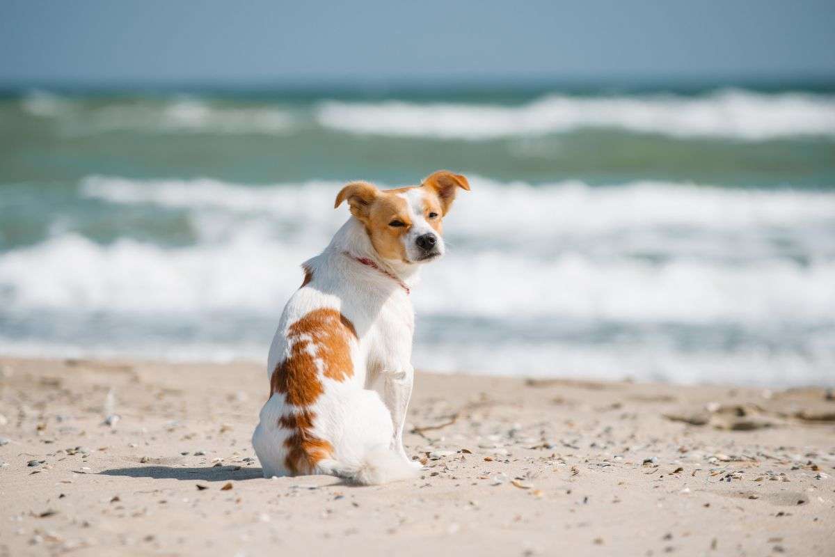 Anche Fido va al mare: ecco dove