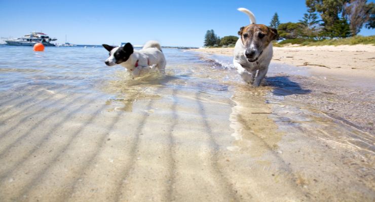 Cani in spiaggia 