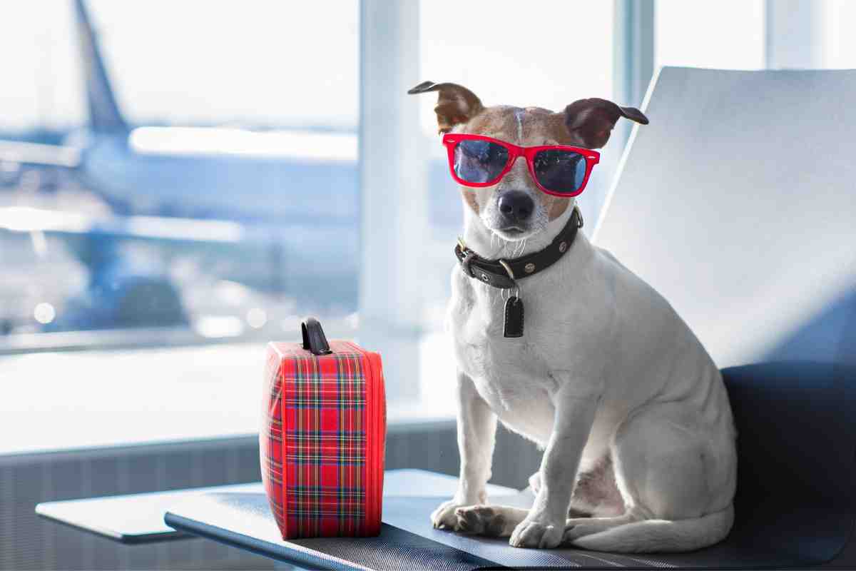 Viaggio in aereo col cane: i dettagli
