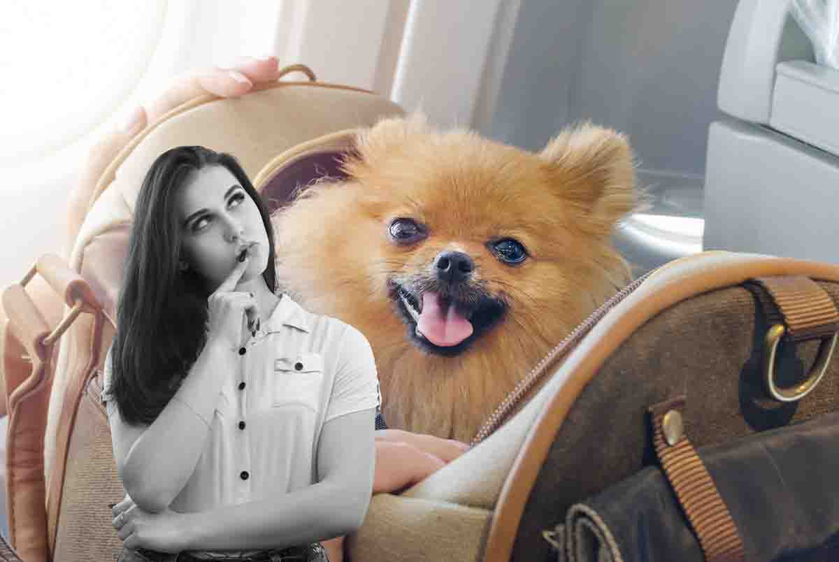 Viaggio in aereo col cane: compagnie che lo permettono