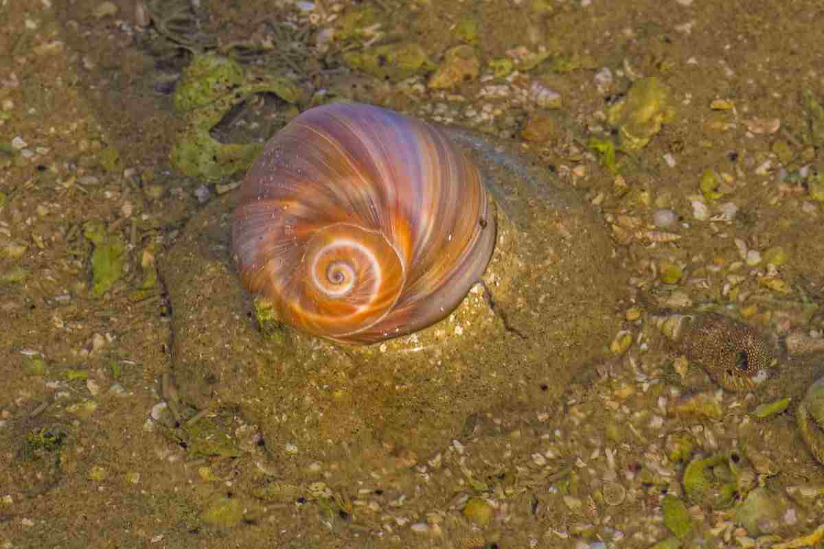 oggetti che trovi in spiaggia cosa fare in quel caso