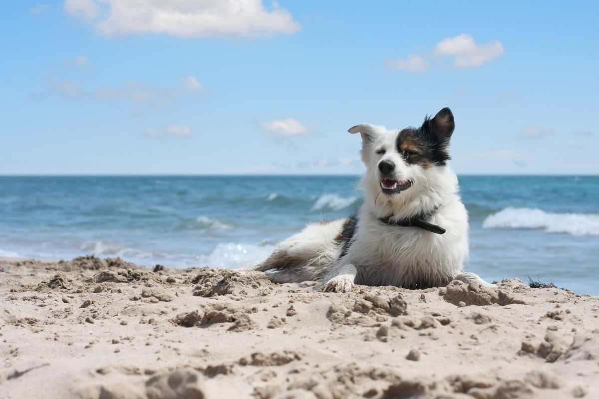 Questa spiaggia è perfetta per i cani: ecco dove si trova