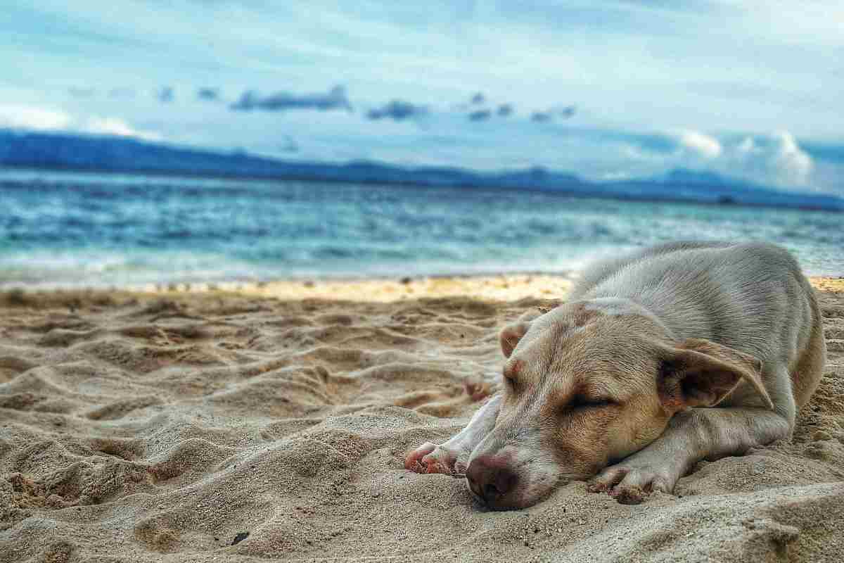 cane al mare cosa fare