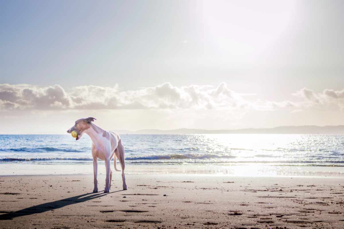 cane al mare cosa fare