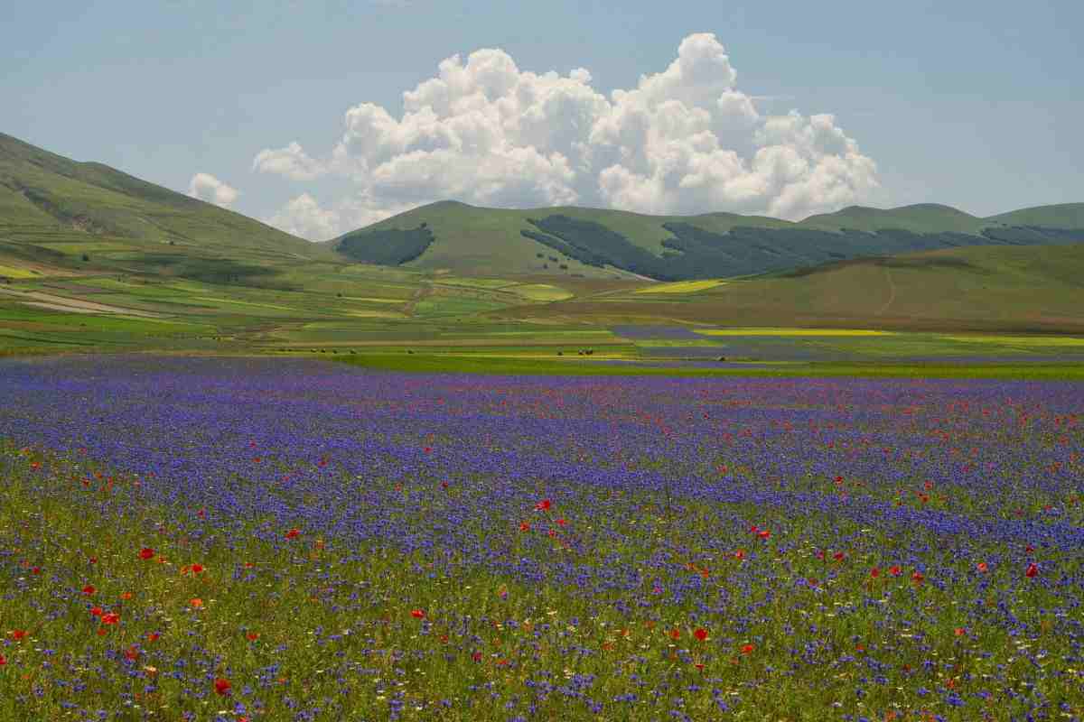 Fioritura di Castelluccio: cosa c'è da vedere?