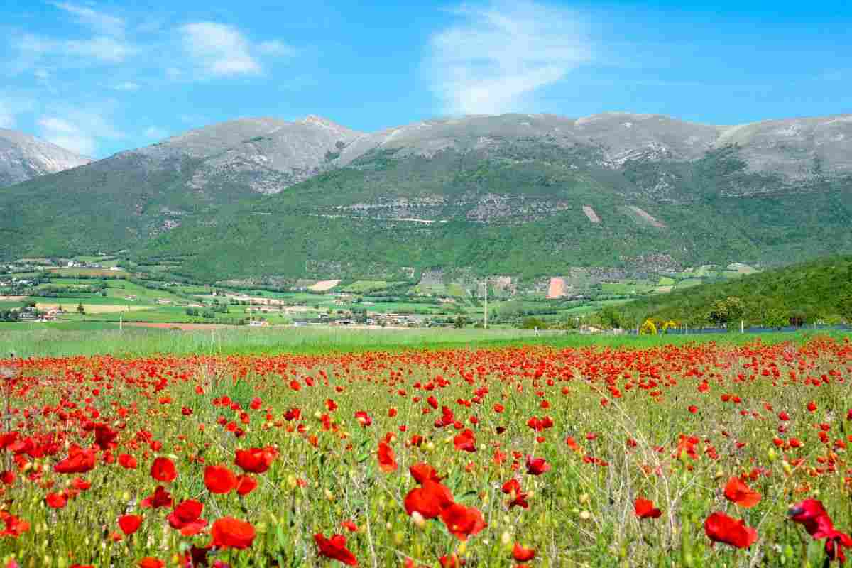 Fioritura di Castelluccio: quando è visibile?