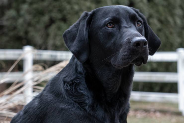 labrador poliziotto malpensa