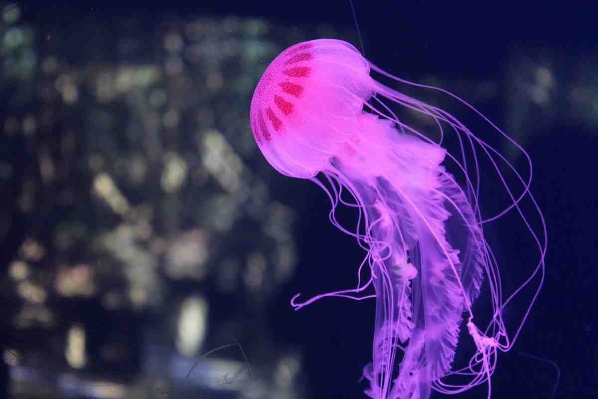 medusa pericolo come evitare e rimediare