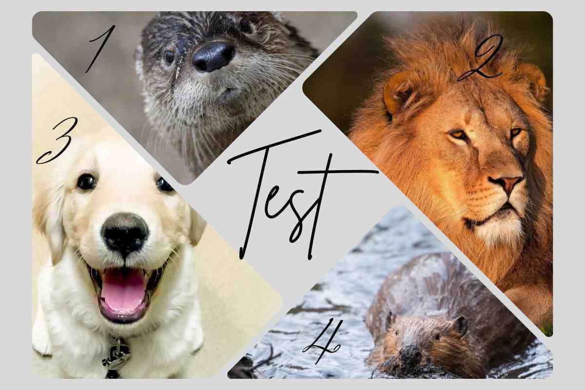 test animale preferisci