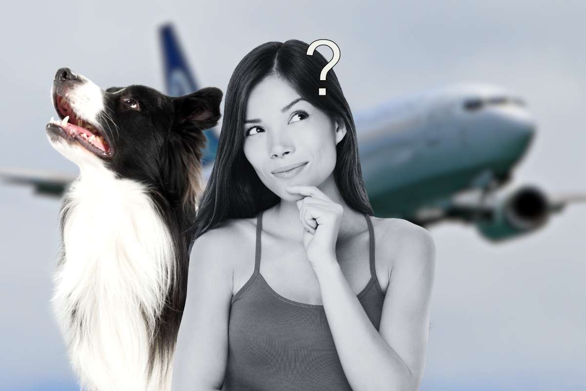 regole viaggio cane in aereo