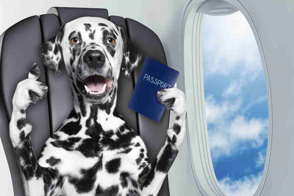 Viaggio in aereo con cane 02072023 cultravel.it