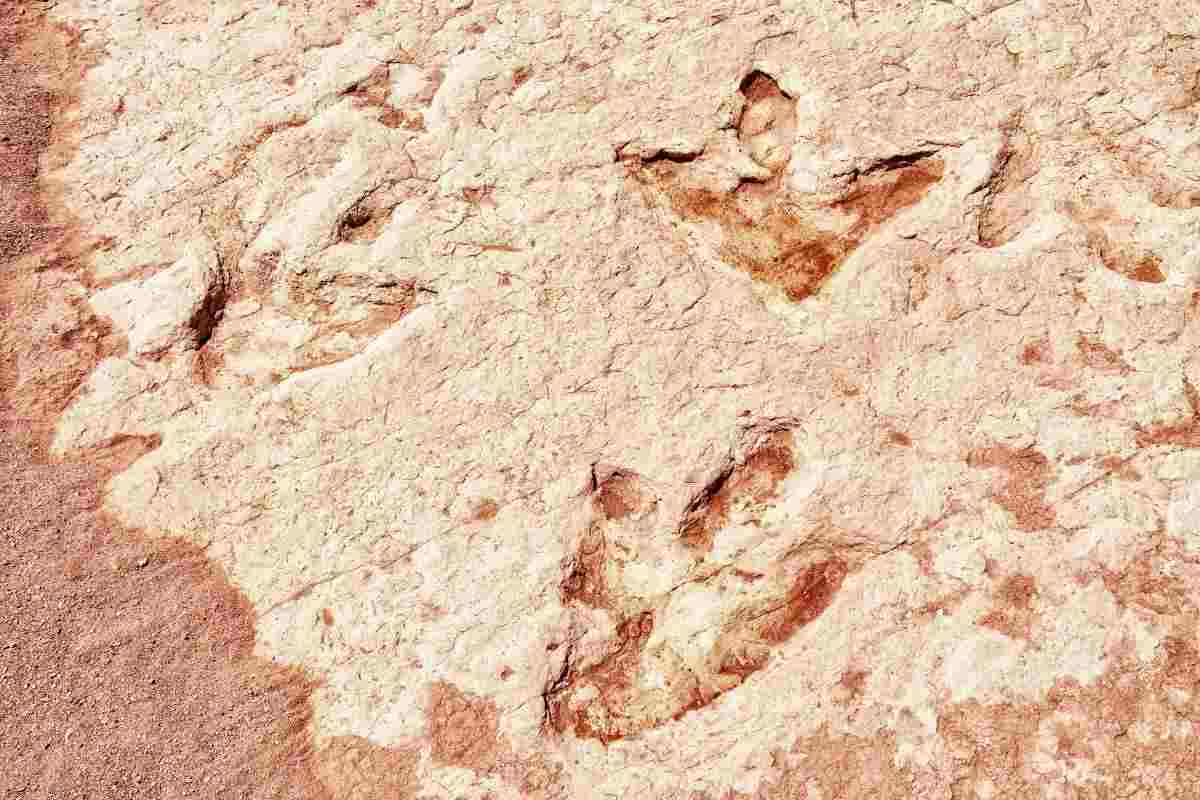 tracce di dinosauro trovate in Australia