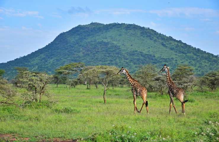 savana e giraffe